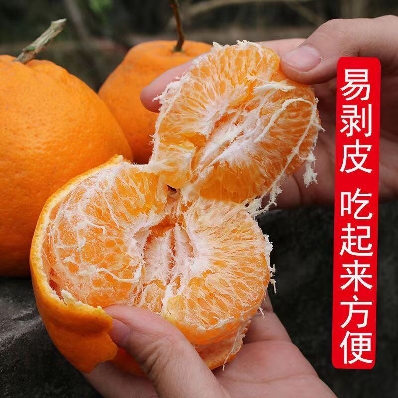 四川粑粑柑～丑橘～一件代发～对接各大电商平台日发3万单