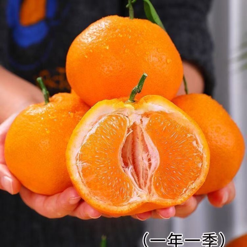 四川粑粑柑～丑橘～一件代发～对接各大电商平台日发3万单