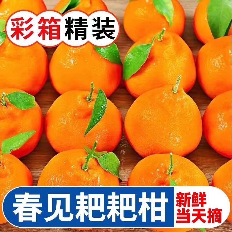 四川粑粑柑～丑橘～一件代发～对接各大电商平台日发3万单