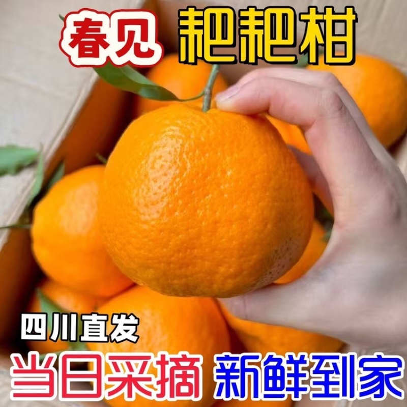 四川粑粑柑～丑橘～一件代发～对接各大电商平台日发3万单