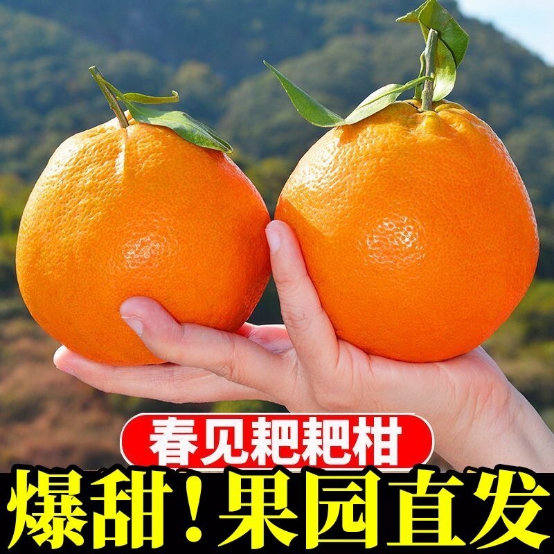 四川粑粑柑～丑橘～一件代发～对接各大电商平台日发3万单