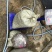 湖北荆州洪湖田螺产地直销基地