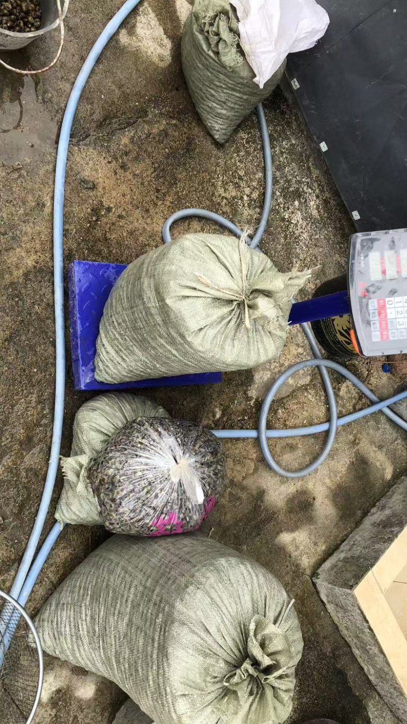 湖北荆州洪湖田螺产地直销基地