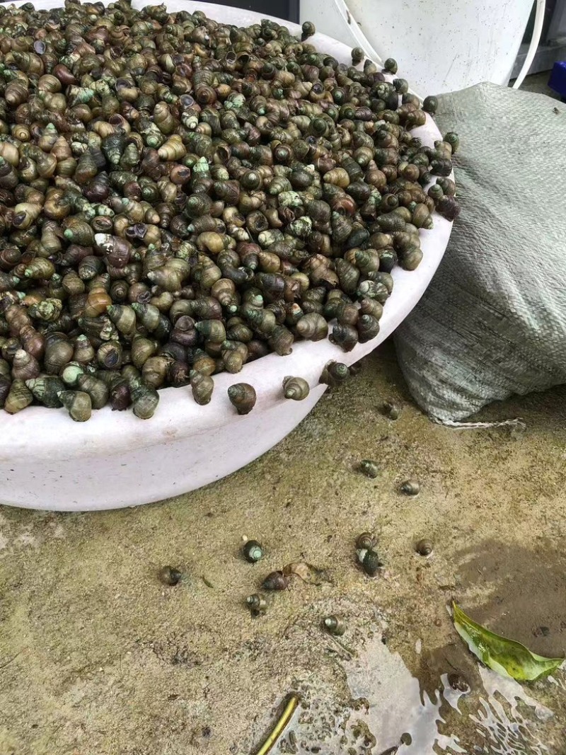 湖北荆州洪湖田螺产地直销基地