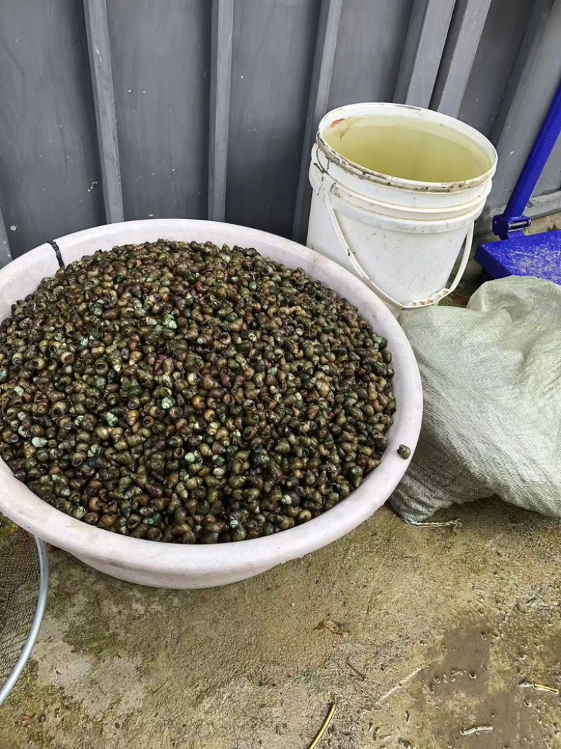 湖北荆州洪湖田螺产地直销基地