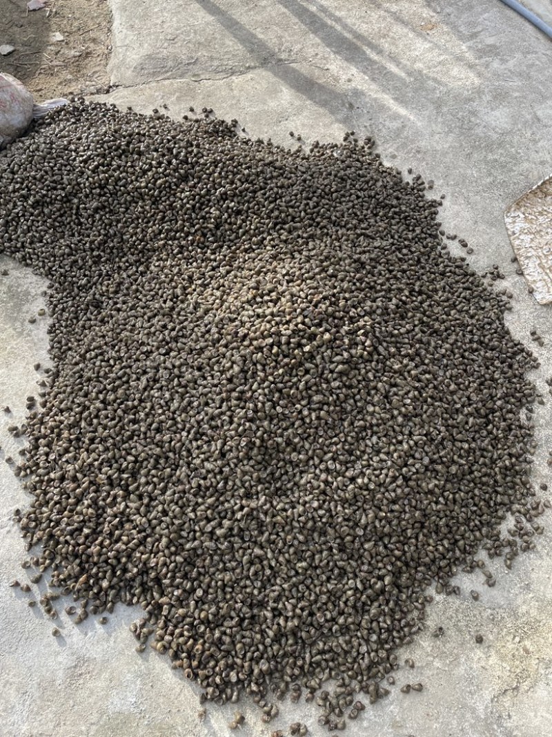 湖北荆州洪湖田螺产地直销基地