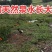 林地跑山鸡，可杀好售卖想要可电联1361411