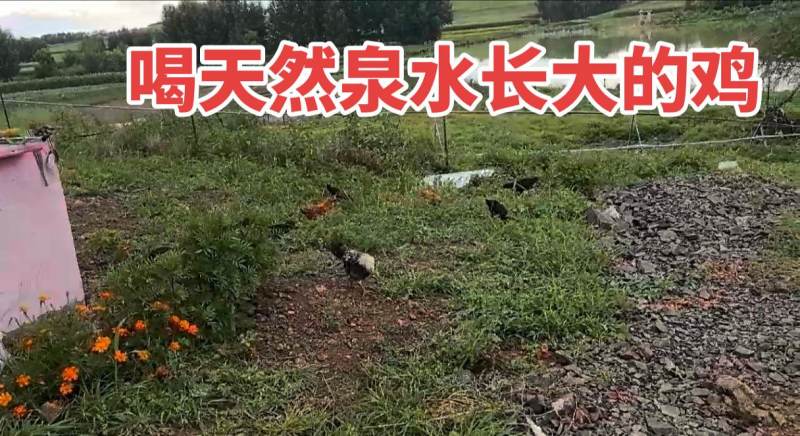 林地跑山鸡，可杀好售卖想要可电联1361411