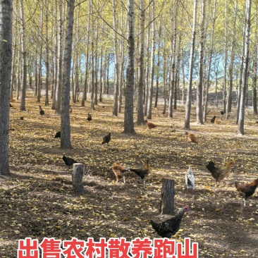 林地跑山鸡，可杀好售卖想要可电联1361411