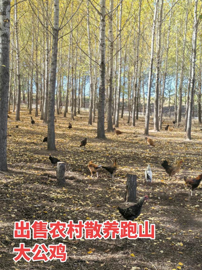 林地跑山鸡，可杀好售卖想要可电联1361411