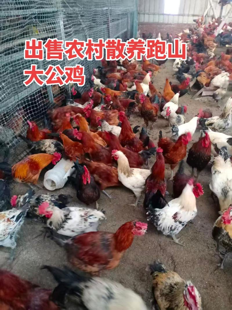 林地跑山鸡，可杀好售卖想要可电联1361411