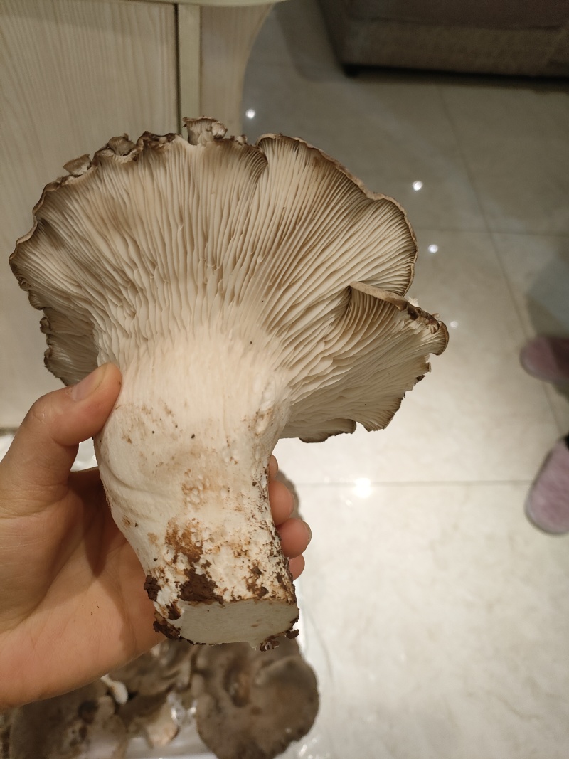 灵芝菇