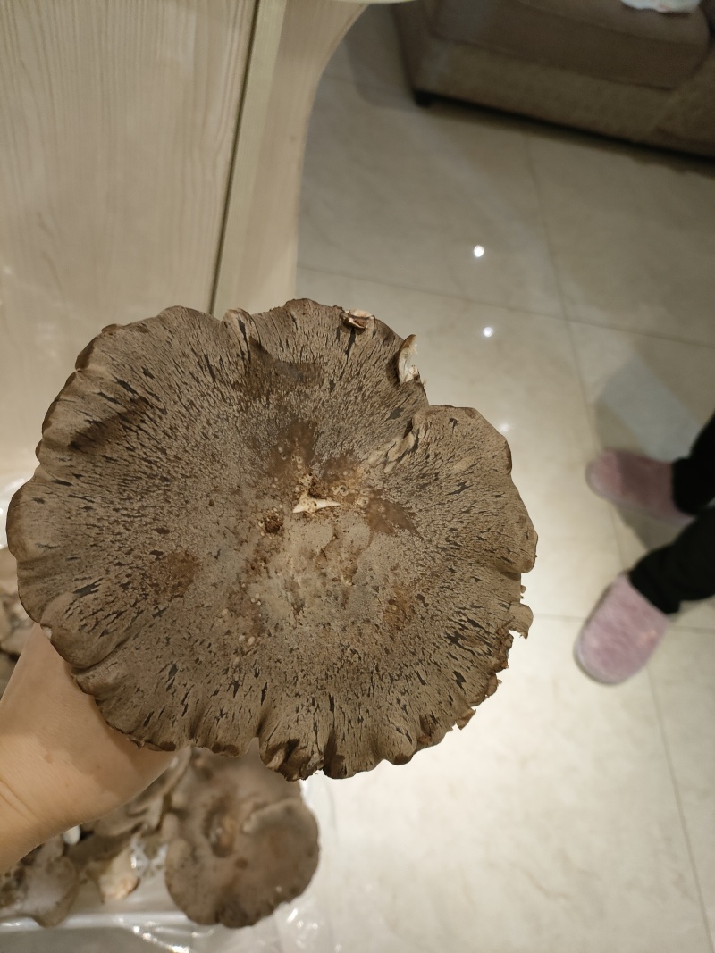灵芝菇