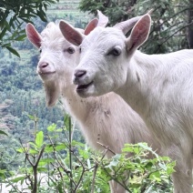 贵州村超放养山羊