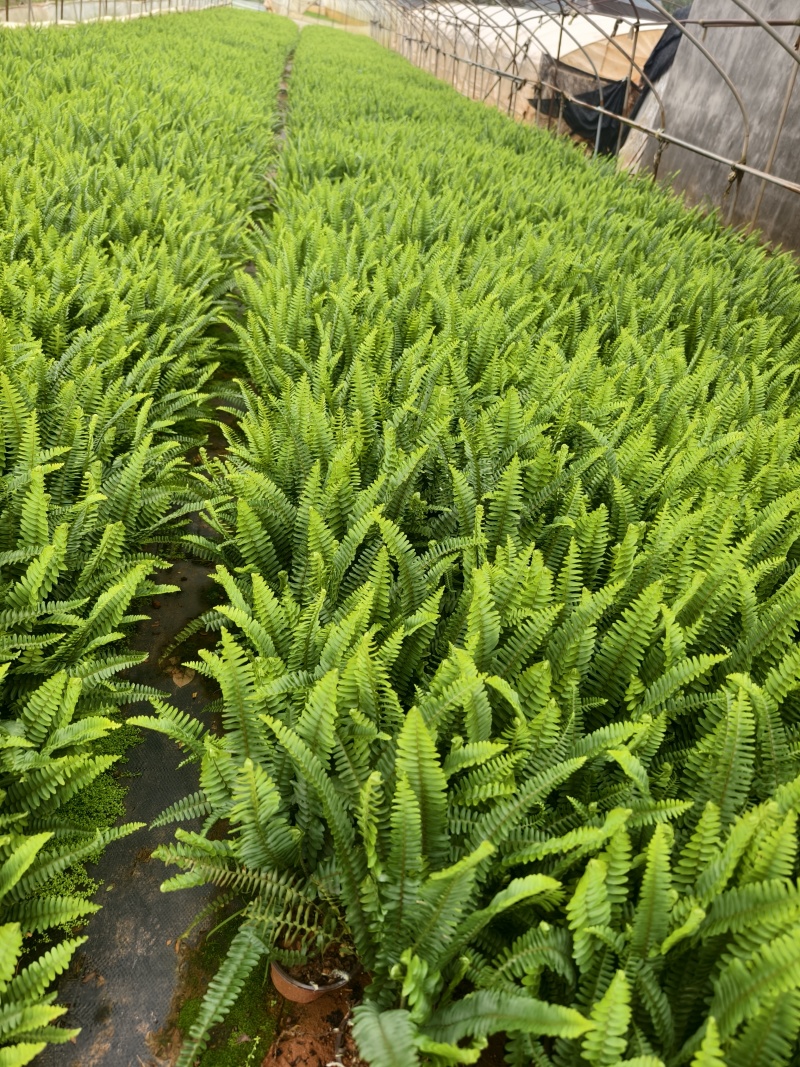 肾菊