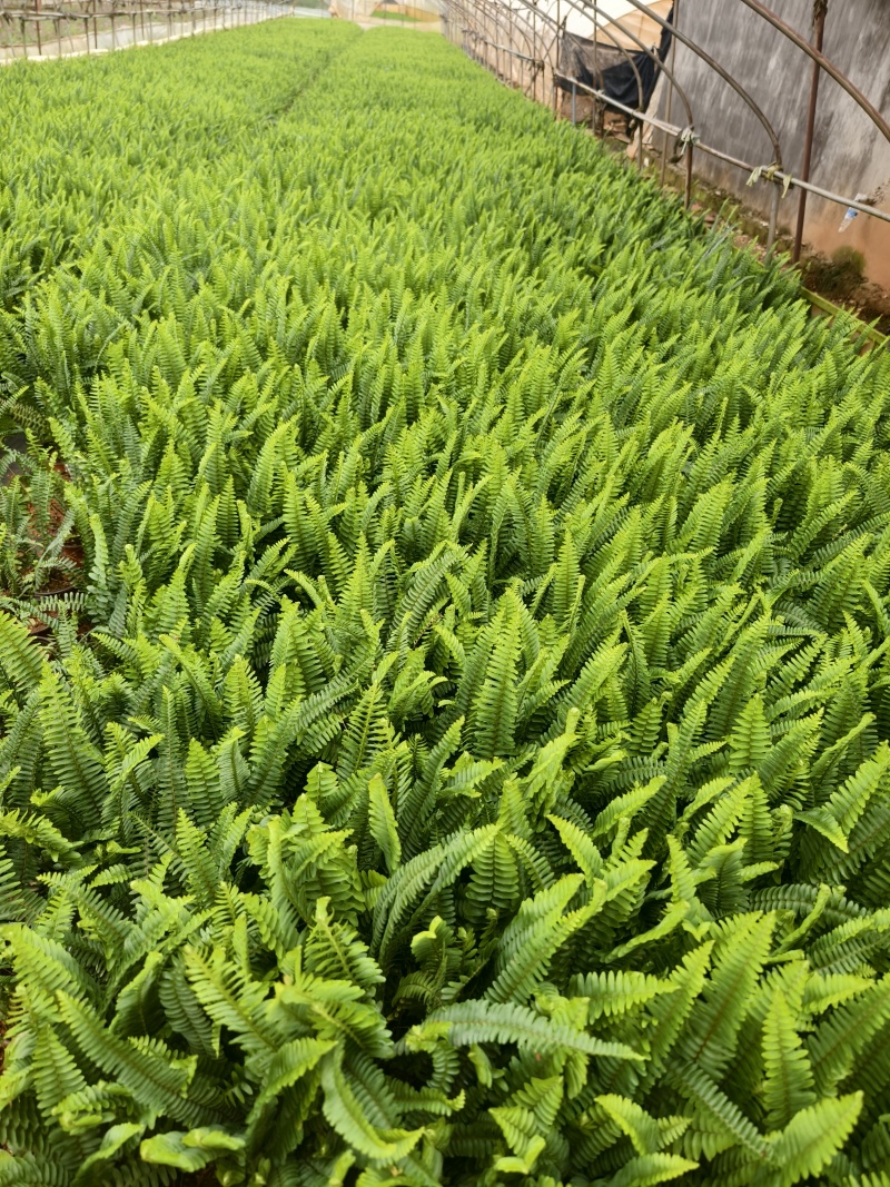 肾菊