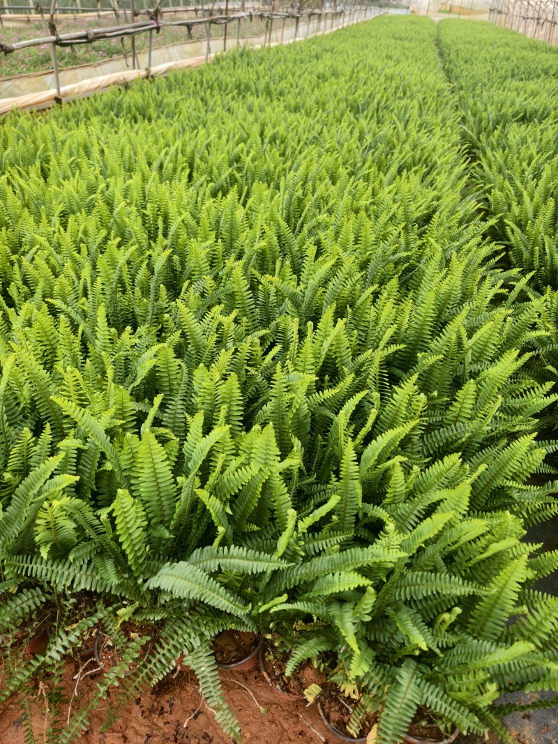 肾菊