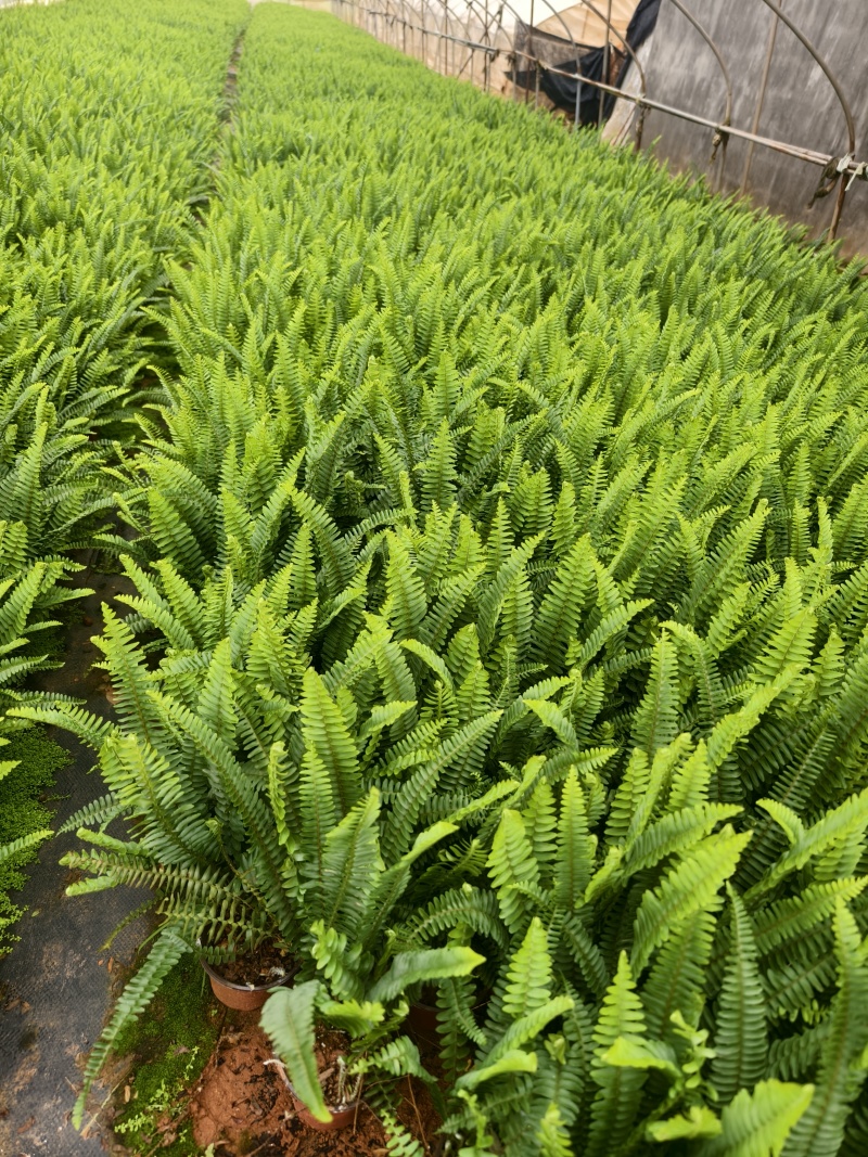 肾菊