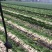 白萝卜大量有货品质优基地直供现挖现发可视频看货欢迎咨询来