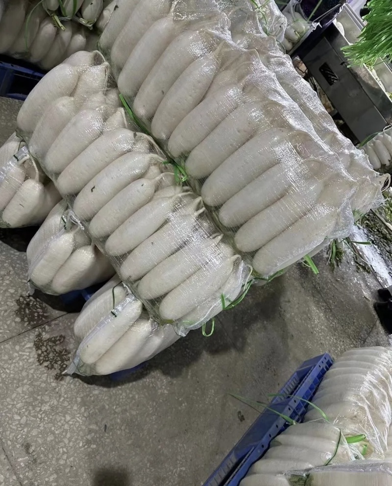 白萝卜大量有货品质优基地直供现挖现发可视频看货欢迎咨询来