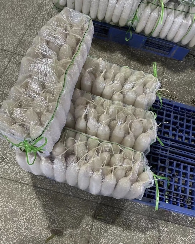 白萝卜大量有货品质优基地直供现挖现发可视频看货欢迎咨询来