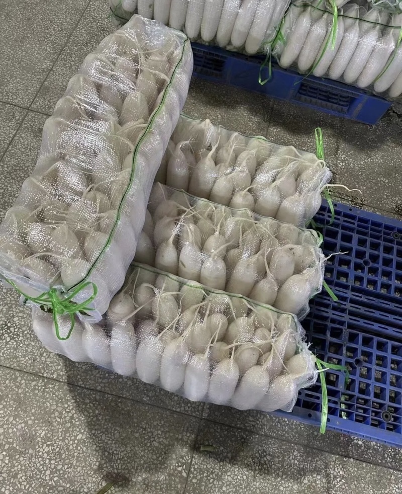 白萝卜大量有货品质优基地直供现挖现发可视频看货欢迎咨询来