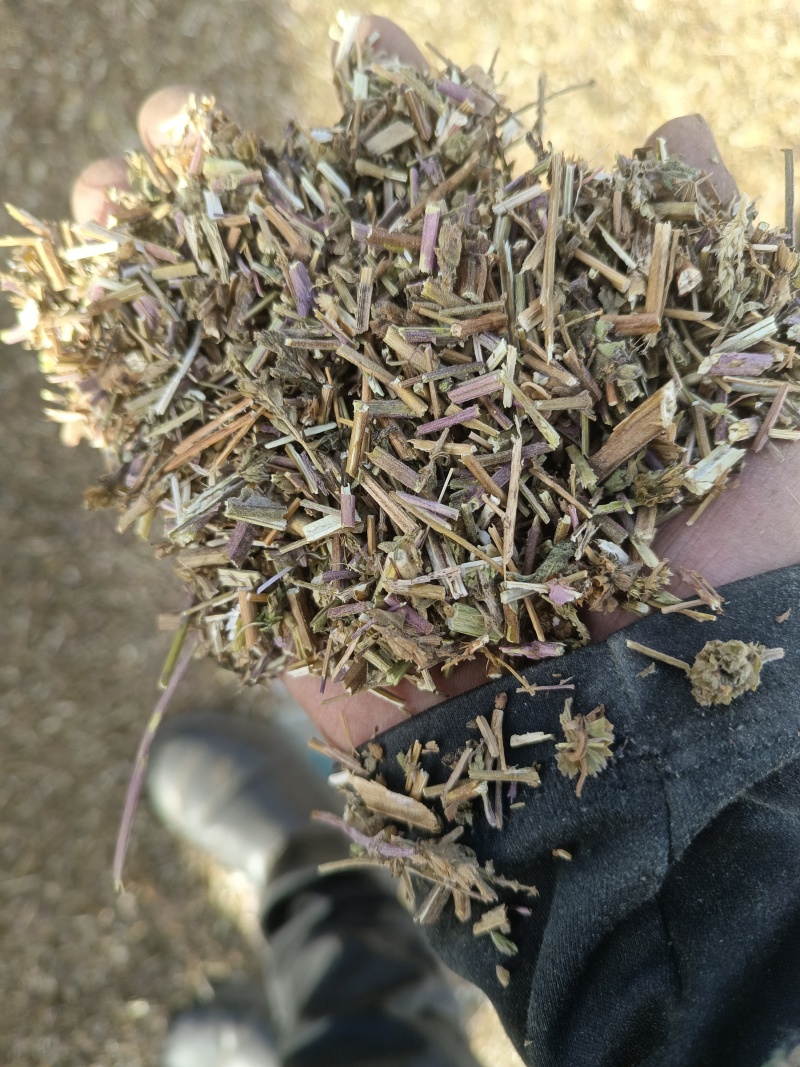 荆芥哫