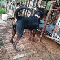 四川成都/苏联红犬/品种好/可视频看/有意者联系