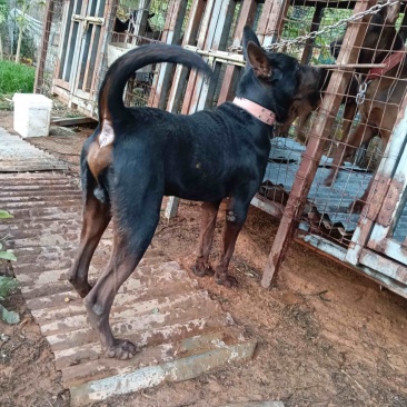 四川成都/苏联红犬/品种好/可视频看/有意者联系