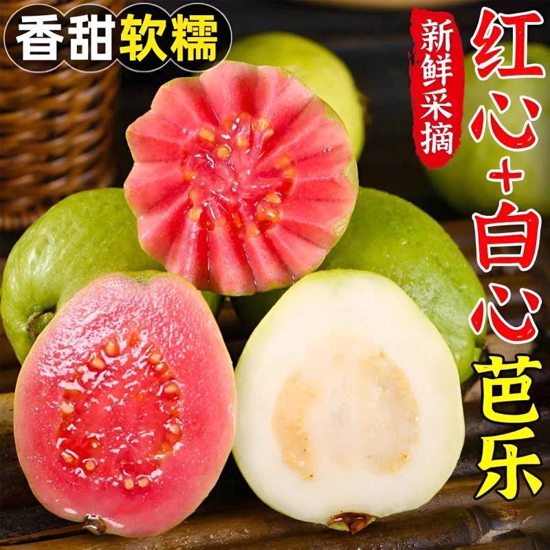 《红心芭乐》白心番石榴/产地货源/电商直播市场批发