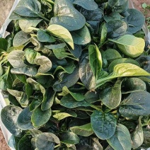 河南扶沟趴地菠菜大量有货
