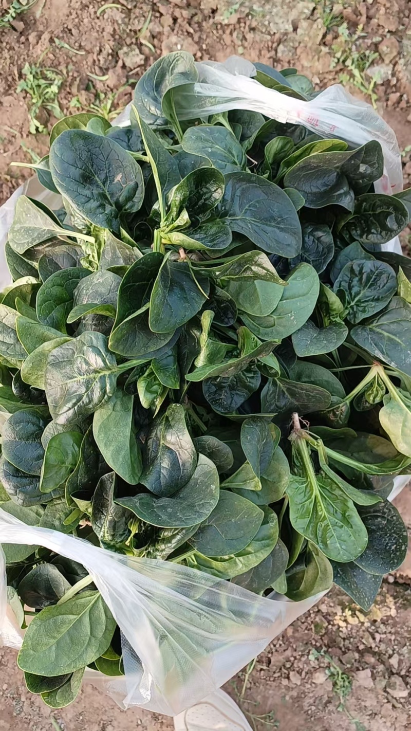 河南扶沟趴地菠菜大量有货