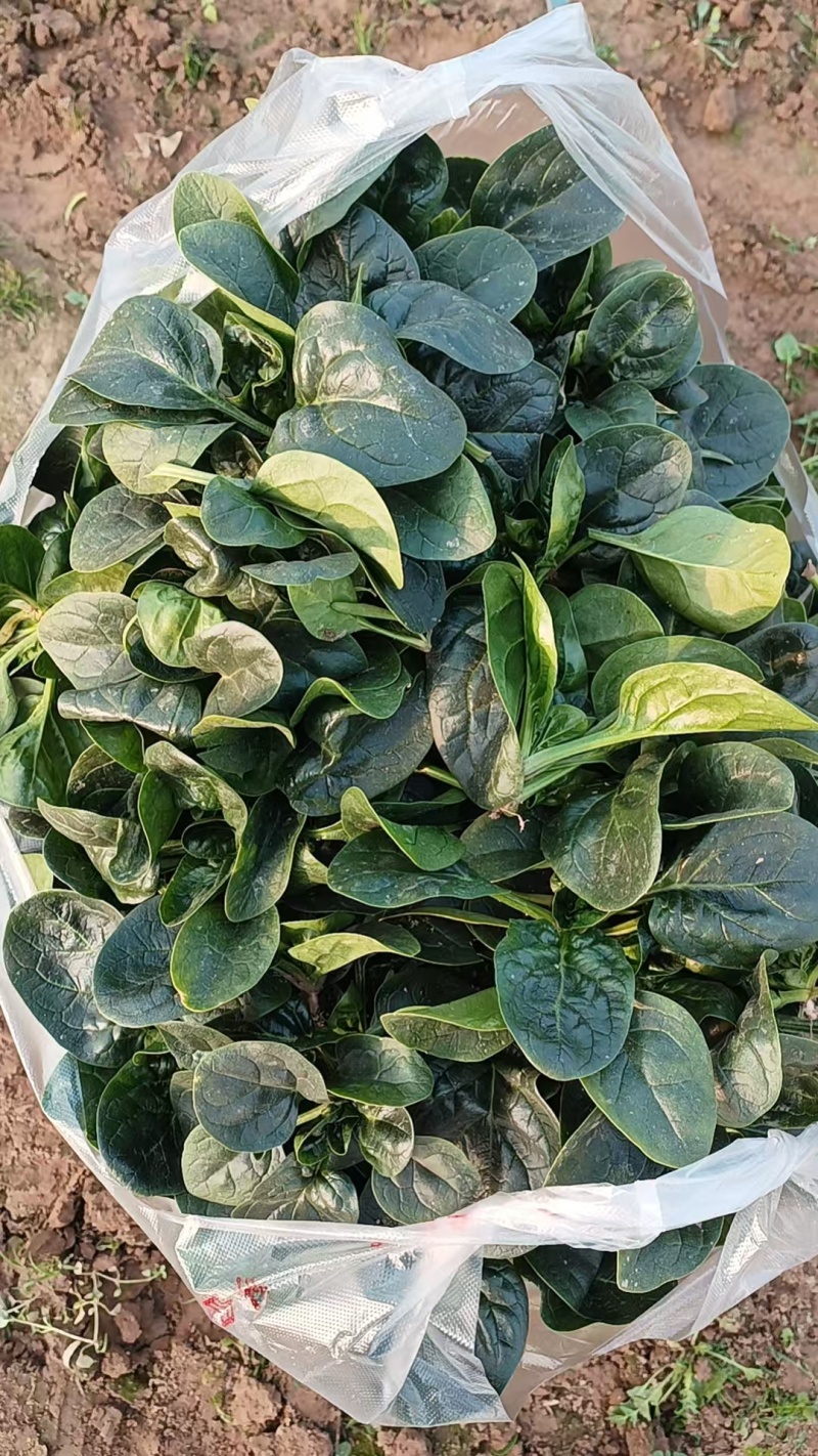河南扶沟趴地菠菜大量有货