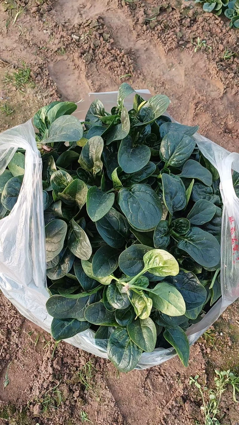 河南扶沟趴地菠菜大量有货