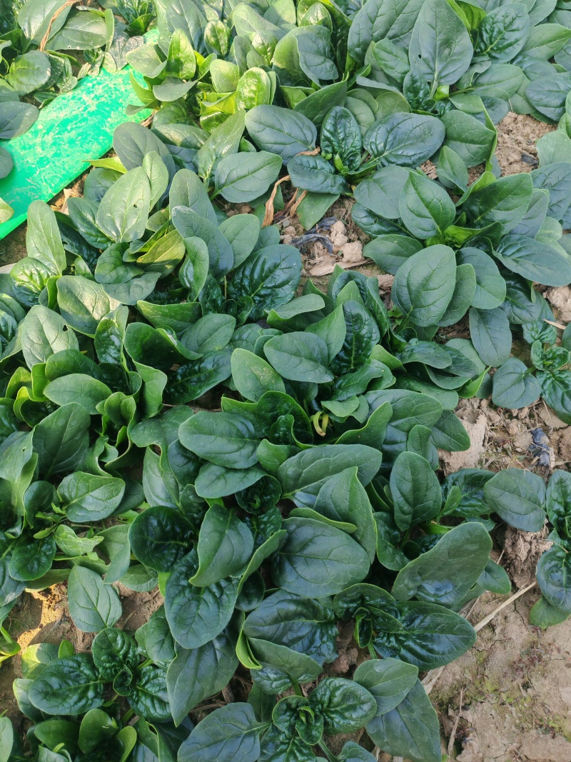 河南扶沟趴地菠菜大量有货
