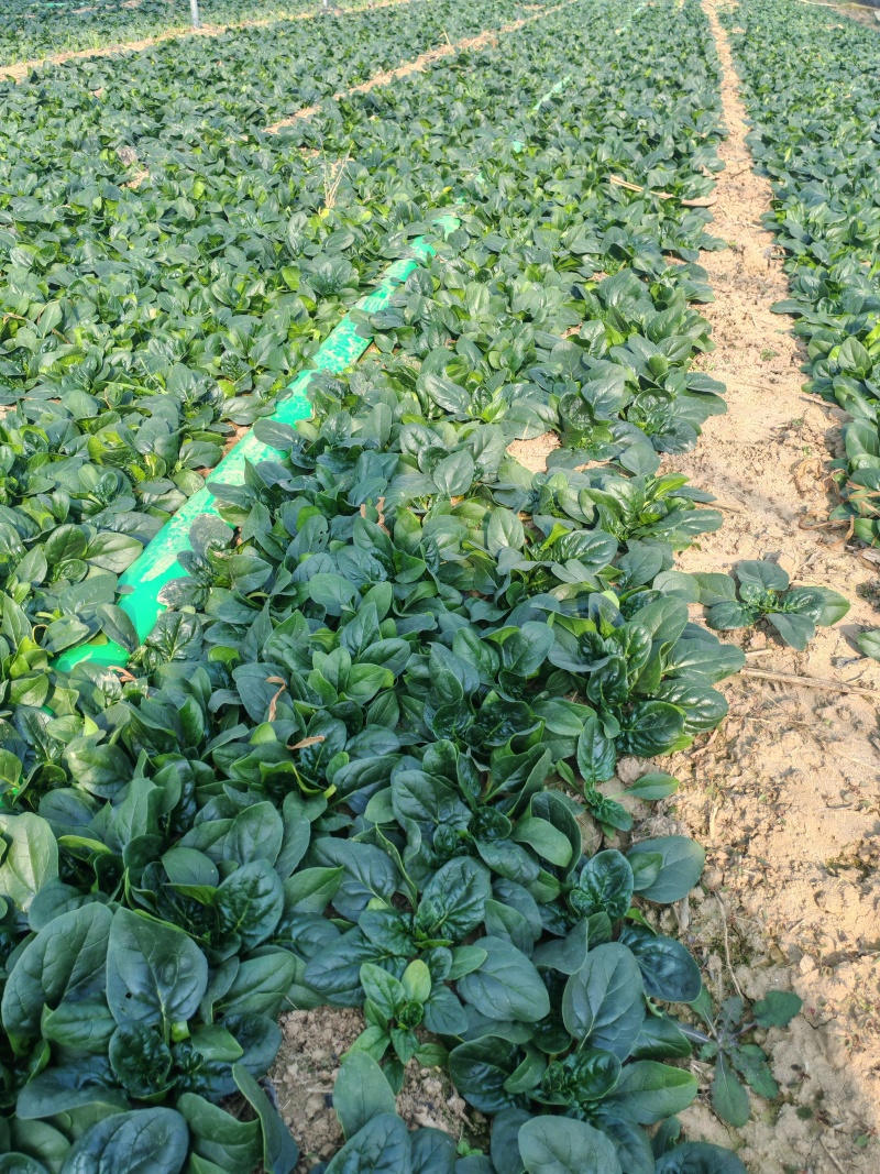 河南扶沟趴地菠菜大量有货