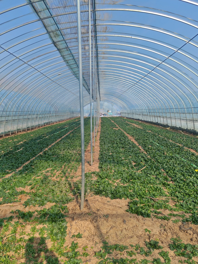 河南扶沟趴地菠菜大量有货