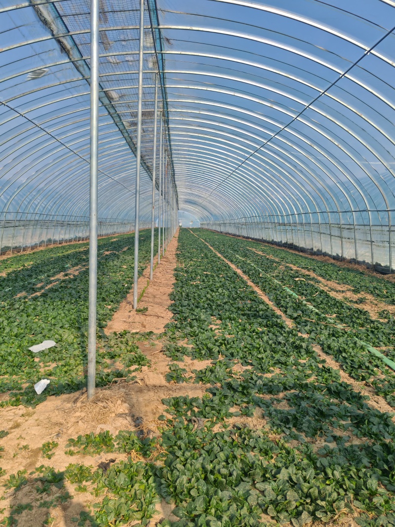 河南扶沟趴地菠菜大量有货