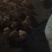 正宗散养苏禽绿壳种蛋鸡