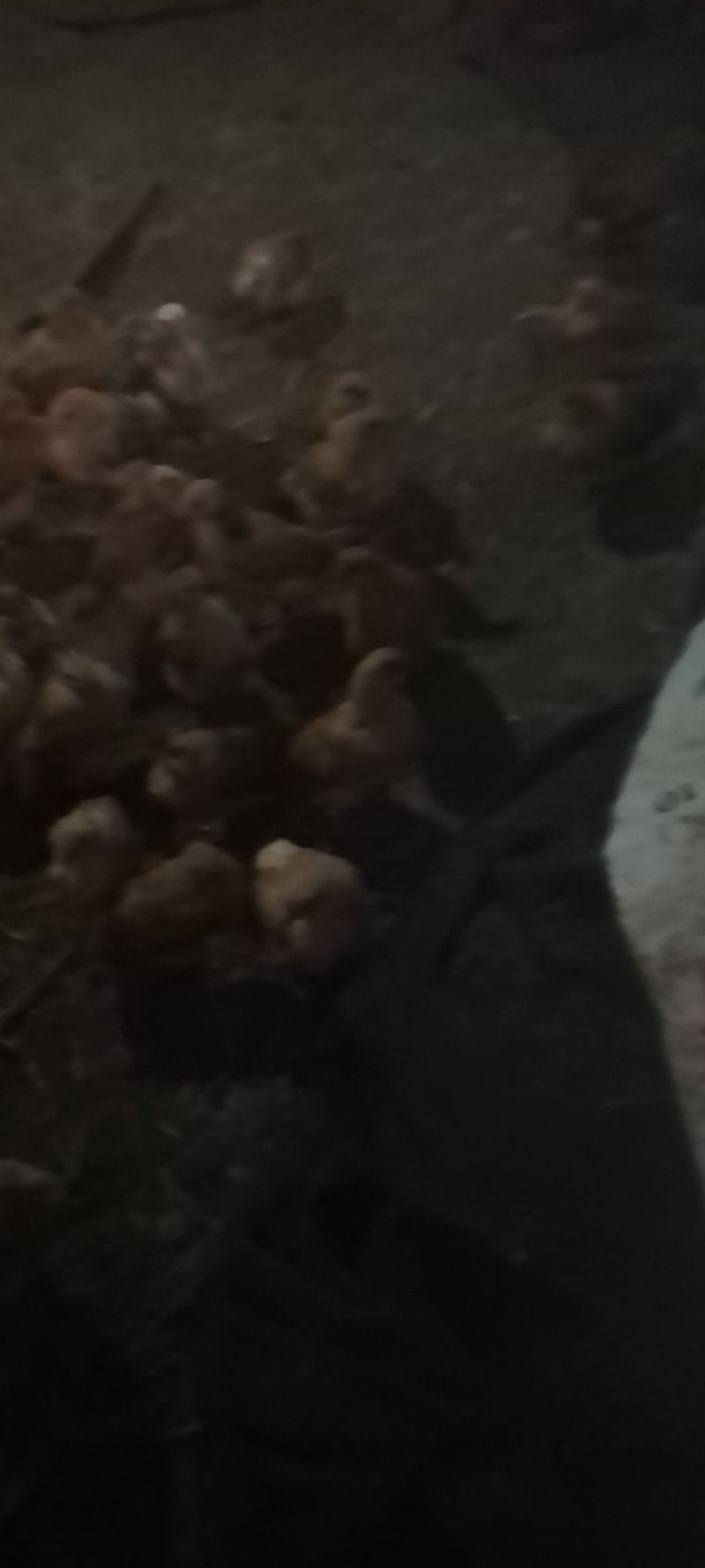 正宗散养苏禽绿壳种蛋鸡