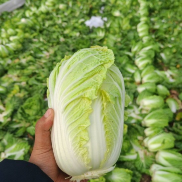 河南周口扶沟大娃娃菜