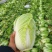 河南周口扶沟大娃娃菜