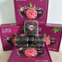 广西红果参