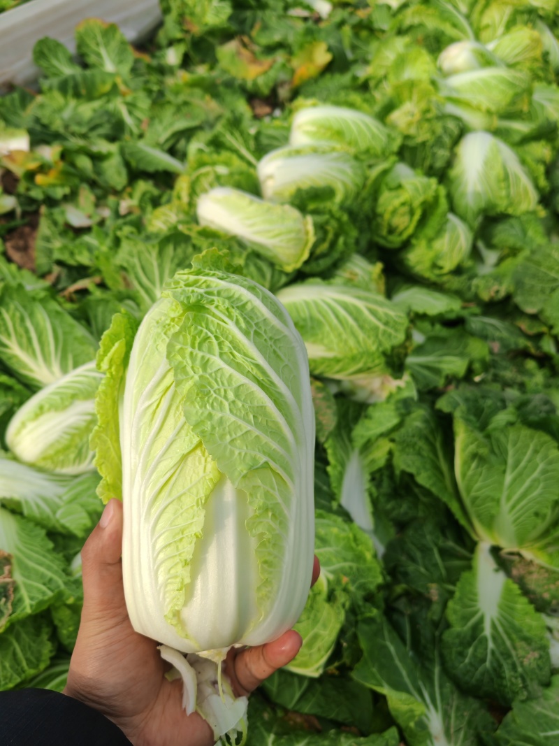 河南周口扶沟大娃娃菜