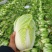 河南周口扶沟大娃娃菜