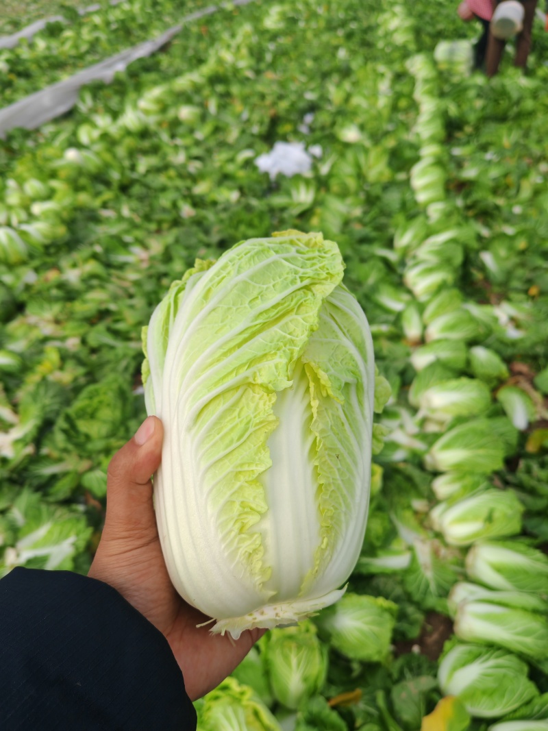 河南周口扶沟大娃娃菜