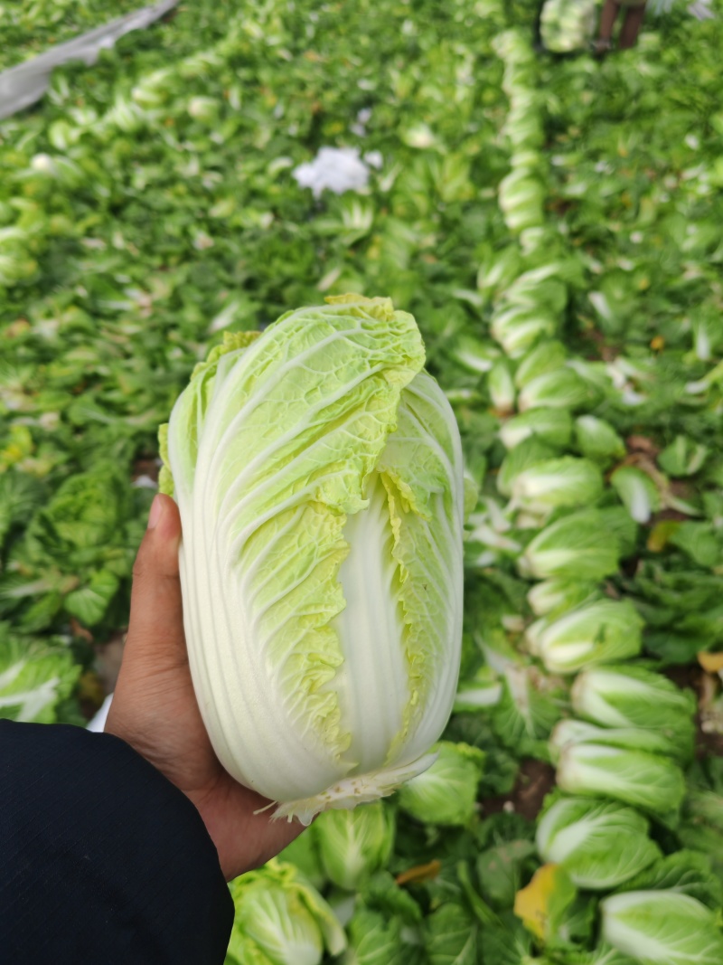 河南周口扶沟大娃娃菜
