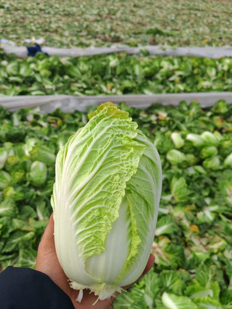 河南周口扶沟大娃娃菜