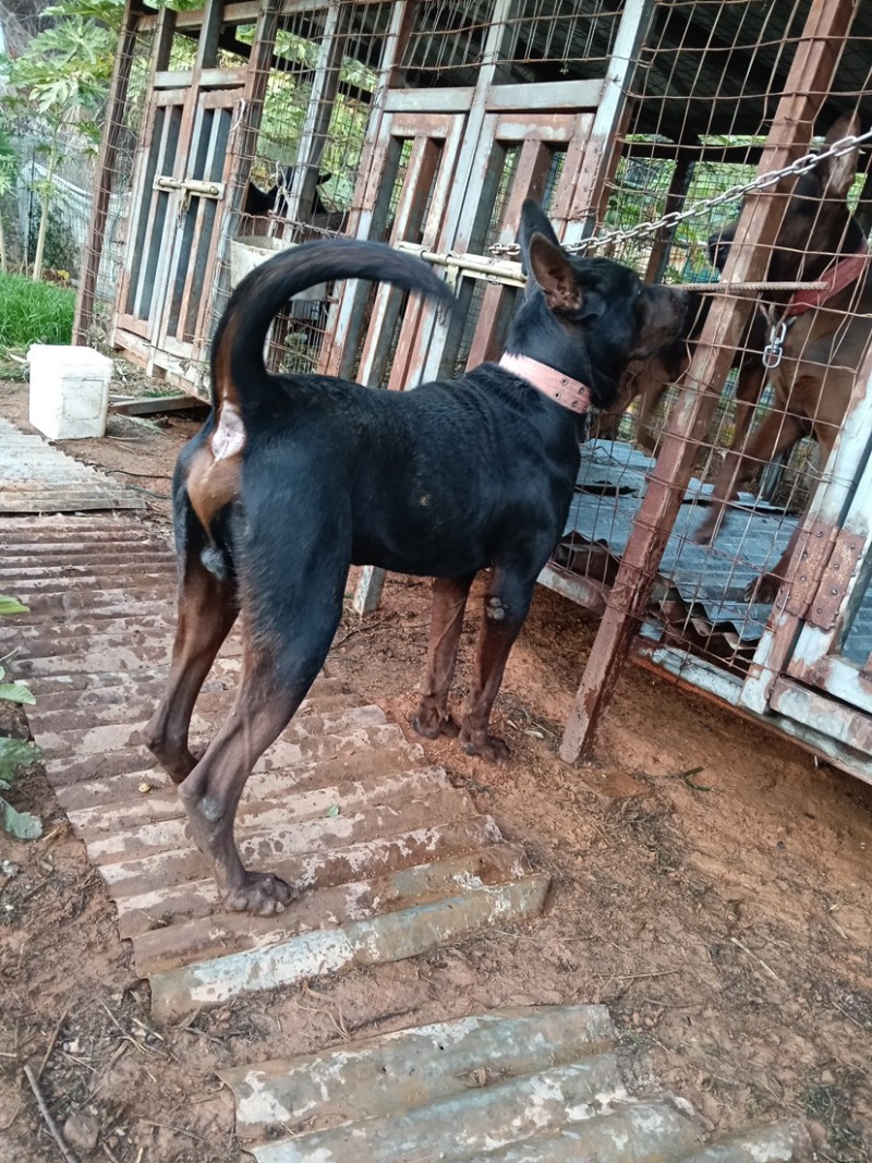 四川成都/苏联红犬/品种好/可视频看/有意者联系