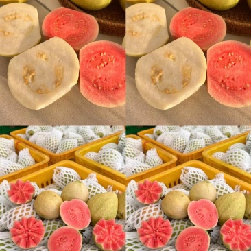 《番石榴》白心芭乐，红心芭乐/产地直发/视频看货保质保量